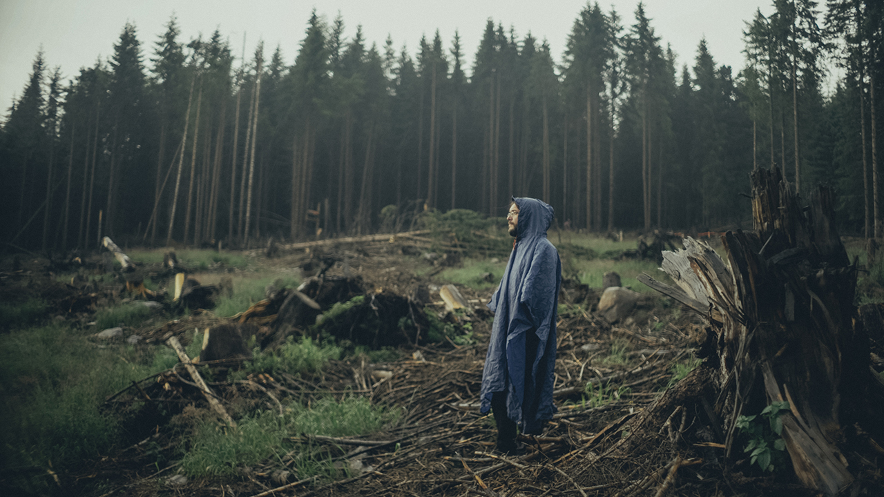 Il codice del bosco Il codice del bosco